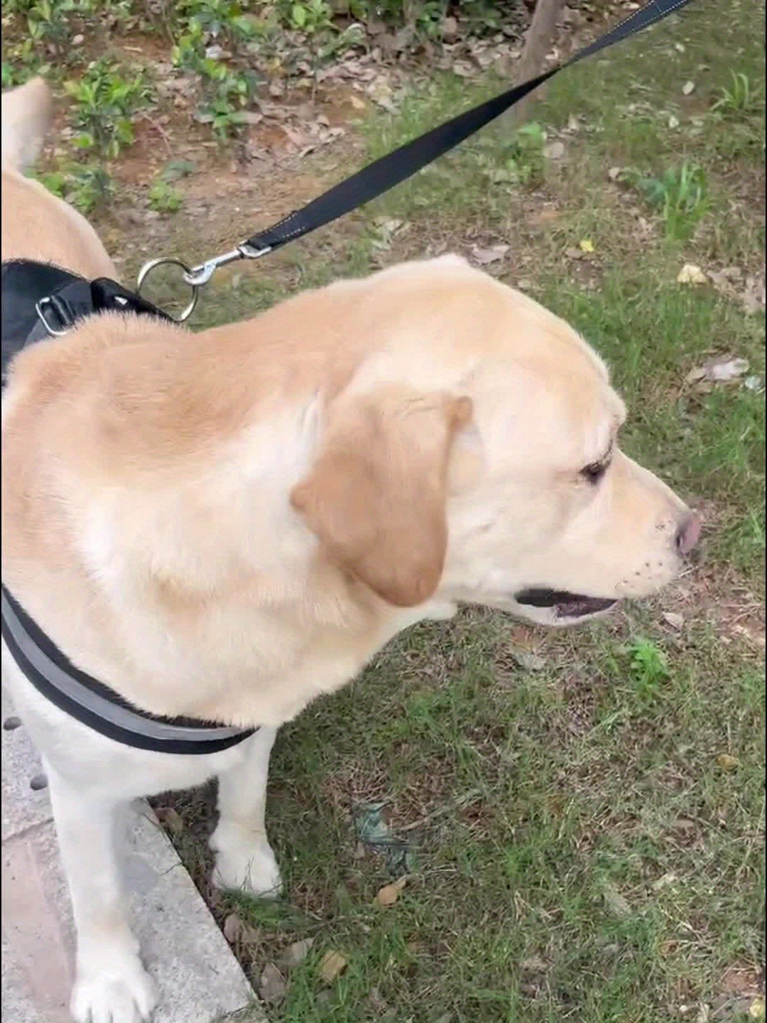 Portable Pet Water Bottle Dispenser